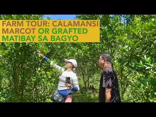 Farm Tour sa Calamansi at Coconut Farm ni Mr. Oil Rig Manager!