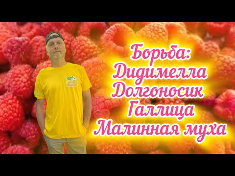 Вредители малины.Дидимелла,Галлица