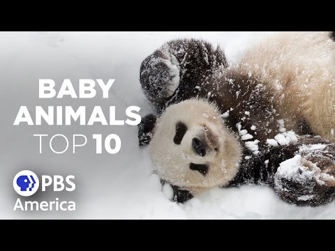 Baby Animals: The Top Ten - Cutest (2023) | Full Documentary