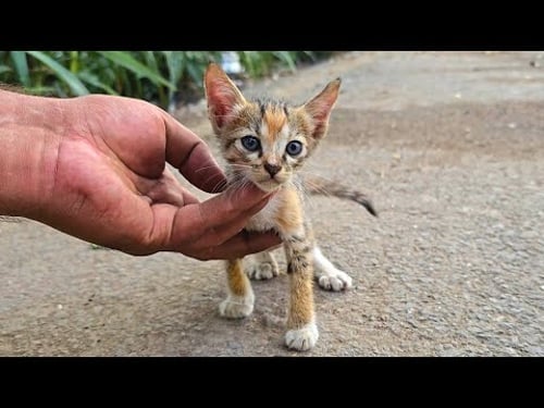 By Following a Little Kitten, We Reached the Cat Home Where Her Family Lives! π±π‘π