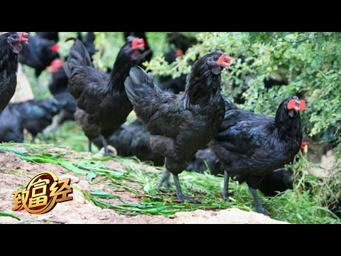 他研究出一套独特的养鸡办法,养出的旧院黑鸡不仅漂亮,还能飞善斗!在大山里靠着新潮办法抓住财富!|「致富经」20230215