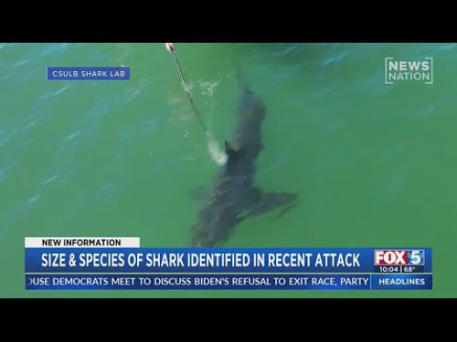 Size, species of shark identified in recent attack