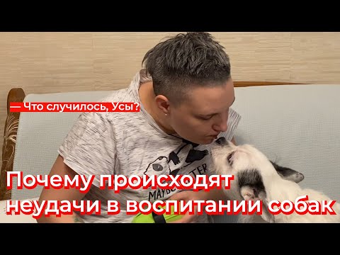 Что случилось, Усы? Почему происходят неудачи в воспитании собак