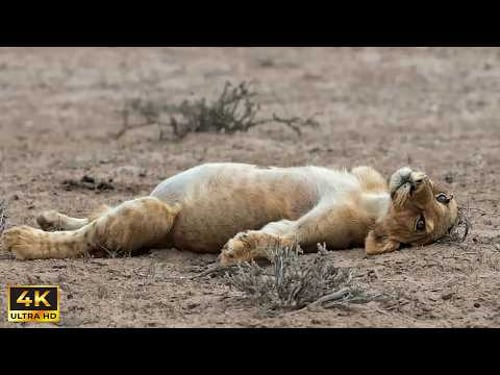 Most Hilarious Animal Moments Ever Caught on Camera 😂