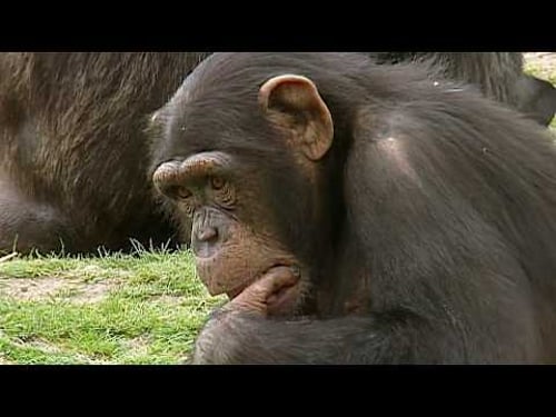 How Smart Are Chimps? (Animal Documentary)