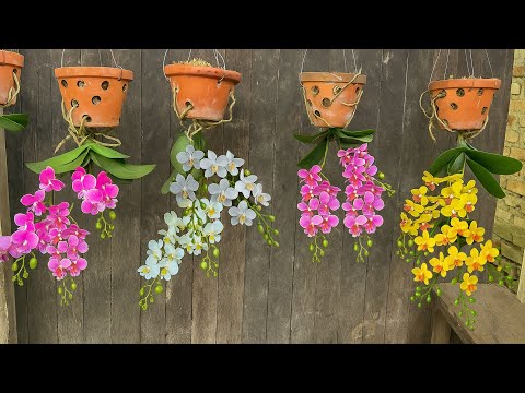 Bloom 2x More Flowers with Upside-Down Orchids!