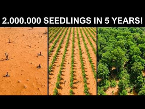 Nigeria Is Beating Desertification Without Machines — Nobody Expected This