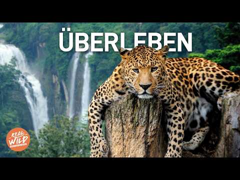 Die unglaublichsten Überlebenstricks von Tieren! | Doku