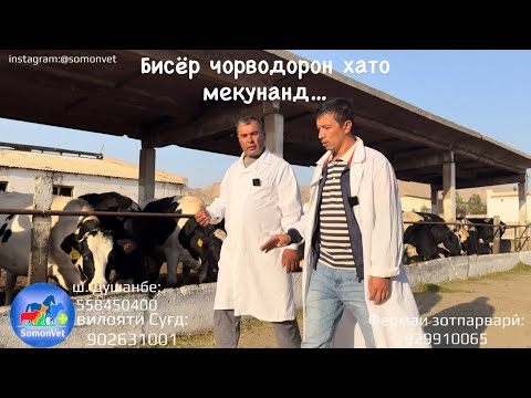 Фермаи шаҳри Исфара 🐄 | Чӣ гуна дуруст хӯрондани гов ва буқа | Премикс чист? | SomonVet