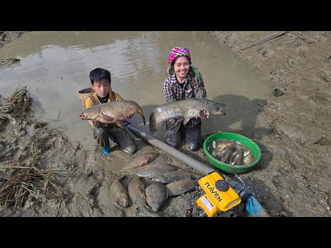 Pump out sediment from ancient fish ponds, harvest giant carp and catfish for sale - highland life