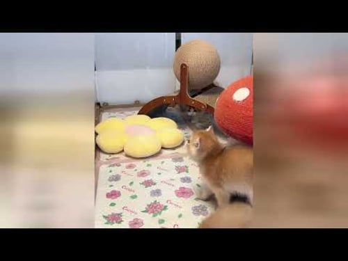 Gatitos juguetones que transmiten pura felicidad y amor
