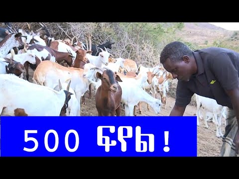 መነሻየ 10 ፍየል ነው | አሁን በቂ ገንዘብ አለኝ | እንደ ፍየል እርባታ የሚያዋጣ ስራ የለም | ህይወቴ በፍየል-- |#sheep #goat #sheepfarm