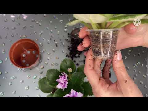 Пересадка цветущих стартёров. Наконец сортовое цветение.