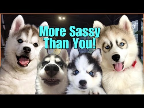 The CUTEST Husky Puppies You Can’t Resist!