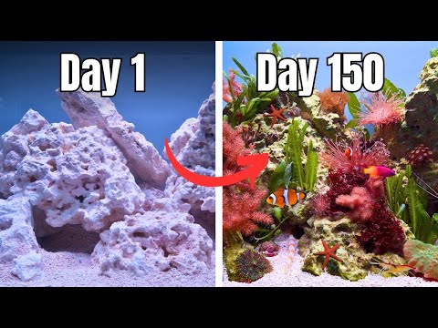 THE ULTIMATE BEGINNER FRIENDLY REEF TANK! FULL AQUARIUM BUILD START TO FINISH (No skimmer)