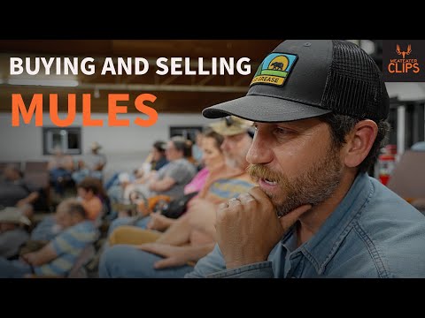 The Salem Horse and Mule Sale | With Clay Newcomb