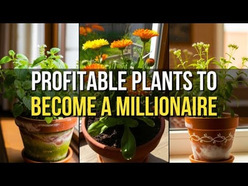 6 Profitable Plants That Will Make You a Millionaire