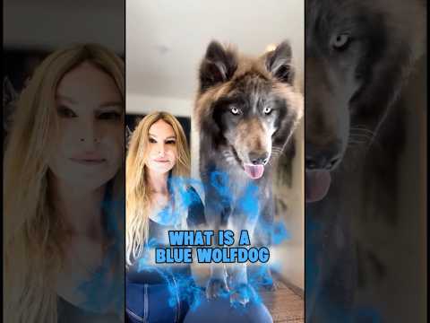 What is a BLUE WOLFDOG? #wolfdog #wolfhybrid #bluewolfdog