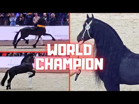 Royal Friesian Horse Studbook Stallionshow 2025, who will become champion? | Friesian Horses