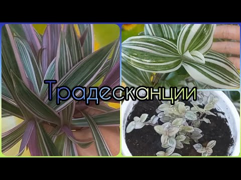 ТРАДЕСКАНЦИИ🌱Быстрое размножение🌹Формирование🌱Рео🌹Каллизия Пинк Леди🌱Традесканция Белоцветковая