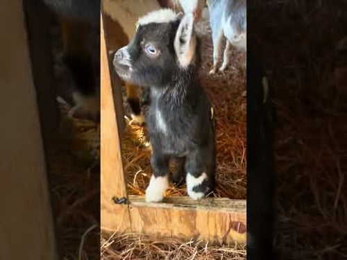 Babies! 🩵🐐🩷