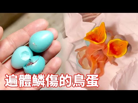 The old man worked to pick up a few broken eggs.