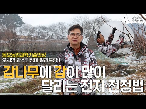 감나무에 감이 많이 달리는 전지,전정 방법!