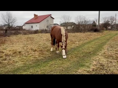 🔥🤝Mykola Shtonika mares 🥁☎️🎥👌👍Mares for sale❤️🔥🐎🐎🐎⛓️💵