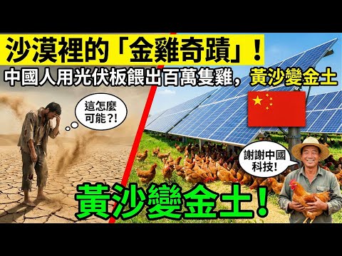 沙漠裏的“金雞奇跡”!中國人用光伏板喂出百萬只雞,黃沙變金土