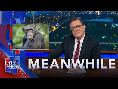 Meanwhile… Downloading Netflix | Hidden Tarantulas | Chimpanzee Fashion | Florida Birthday Meth