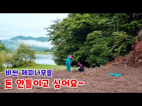 Plant expensive zelkova trees for free! They're found all over the mountains.