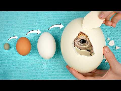 I Hatched the World's Biggest vs Smallest Eggs