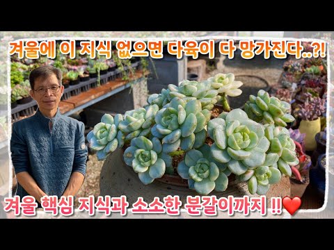 이 계절에 이 지식 없으면 다육이 다 망가진다 ..?! 겨울철 필수 지식과 소소한 분갈이까지 !! 일석이조 영상 어서들 시청하세요 ~!!