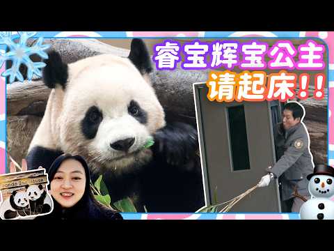 Grandpa Song brought snacks for pandas Rui Bao Hui Bao I joined class to receive a special badge 🐼