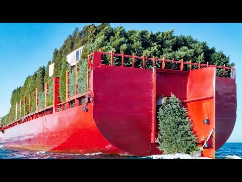 Американцы Утопили Миллионы Мертвых Ёлок в Небольшом Озере, Спустя Год Результат Удивил Всех