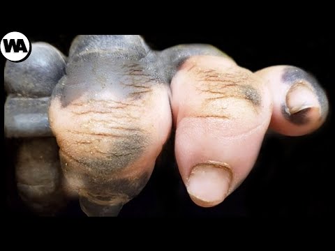 Это Животное Выглядит Как Человек