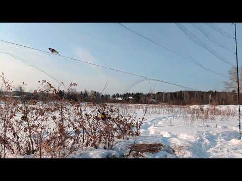 Ловля щеглов 24.02.2025.