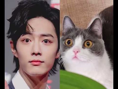 肖战和坚果的相似度🤗🤗🤗