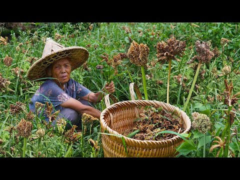 Grandma uses wild corn as a staple food|Guangxi grandma