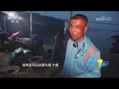 《消费主张》 20250708 鲜嫩贻贝上市,唤醒夏日饕餮味蕾! | 财经风云