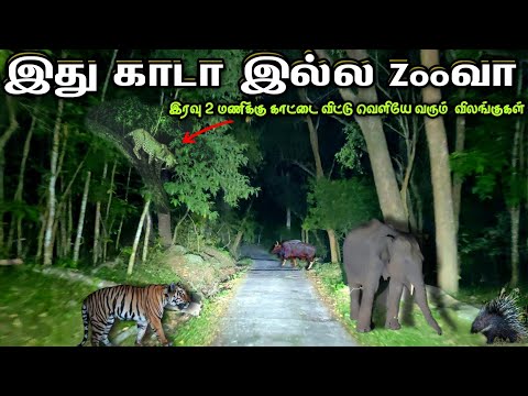 இது காடா இல்ல zooவா அடேங்கப்பா 😮😲 All wild animals in one place #forest #animals #mudumalai #travel
