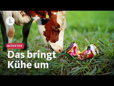 Müll auf dem Feld: So versucht ein Landwirt seine Kühe zu schützen | WDR Lokalzeit LandSchafft