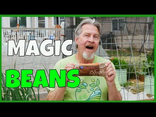 I Planted Supermarket Beans (AND THIS HAPPENED)