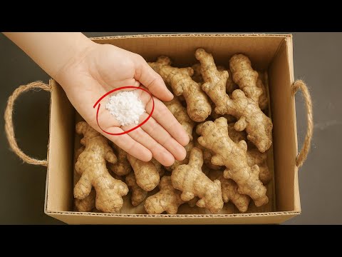 How To Store Fresh Ginger For Long Time Without Spoilage