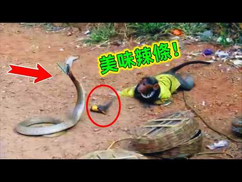 毒蛇最強剋星|原來毒蛇在這些高智商動物面前只是美味可口的辣條#毒蛇天敵 #蛇的剋星 #毒蛇 #蛇 #動物解說 #動物世界 #動物科普