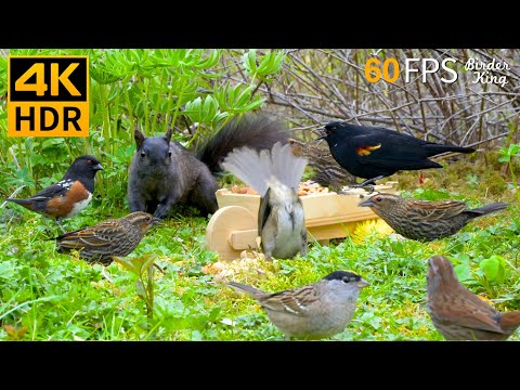 Cat TV for Cats to Watch ๐บ๐ฆโโฌ Adorable Birds and Squirrels ๐ฟ Cat Games 4K HDR