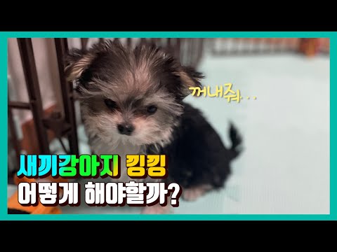 새끼강아지 낑낑 거리는 이유, 대처방법까지 이 영상하나로 끝
