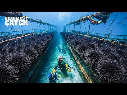 How sea urchins are harvested by hand to supply the $100 million global sushi industry