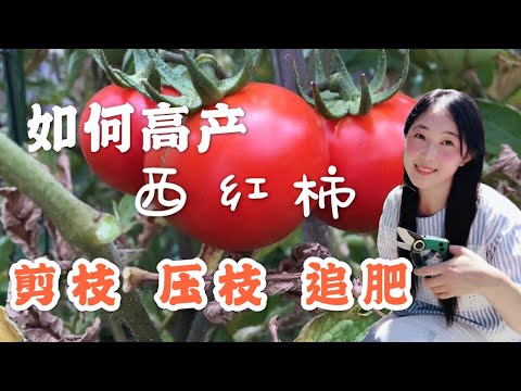 【种植21】 西红柿种植,这样剪枝、压枝、追肥,才会高产 | grow tomatoes, how to pruning, layer and top application
