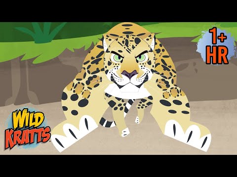 BEST Jungle Safari Adventure! | Amazing Animal Adventures | Wild Kratts | 9 Story Kids